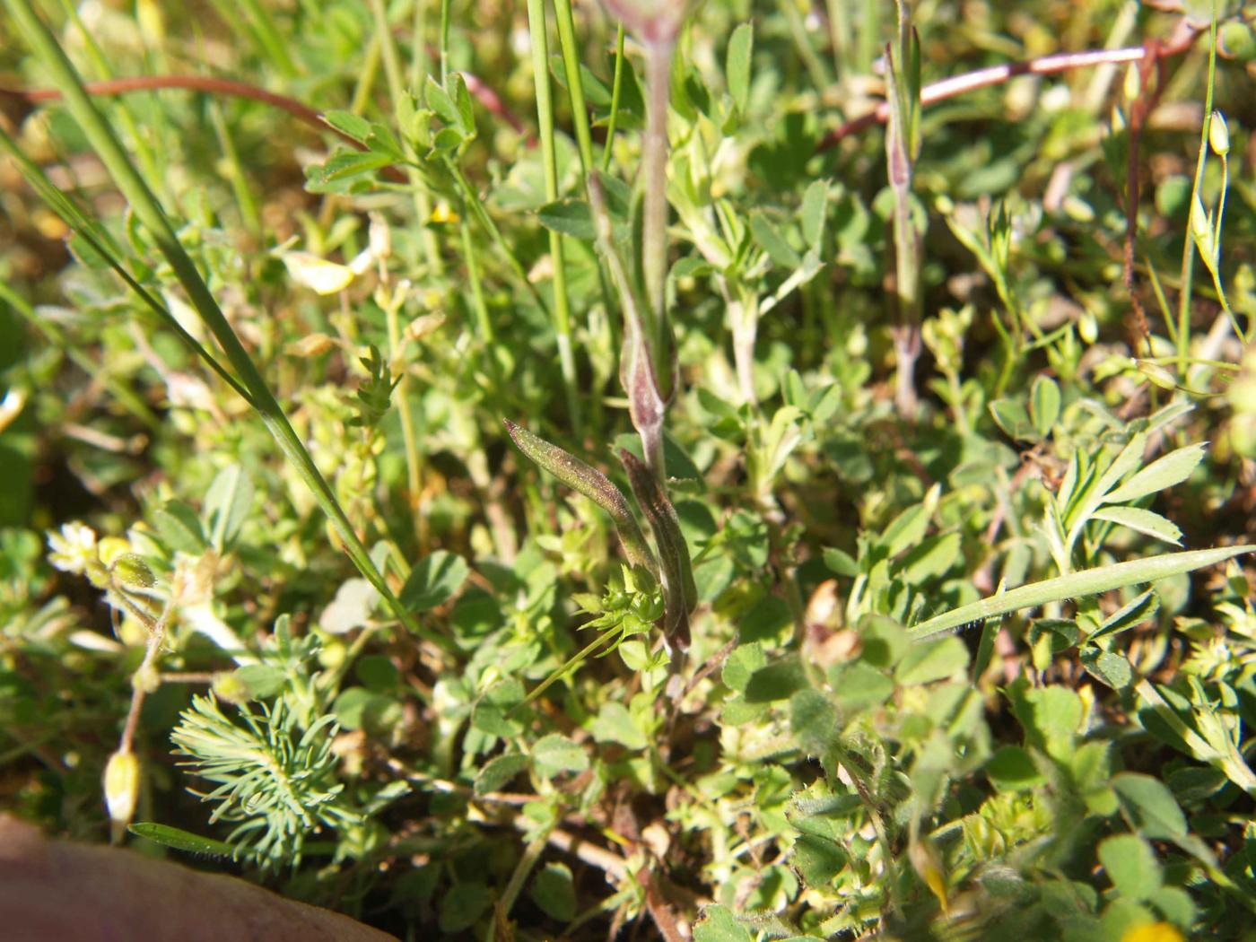 Catchfly, Sand leaf